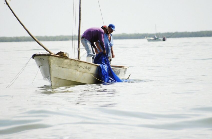  Pescadores sugieren liberar la pesca de dorados en Sinaloa – Debate