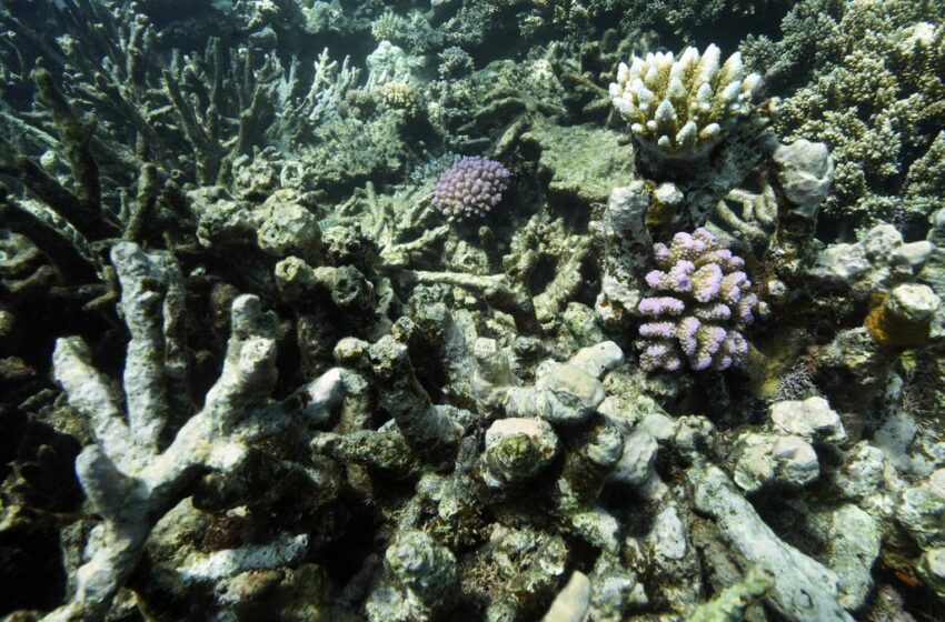  Agencia de la ONU sigue enfrascada en debate sobre la minería en aguas profundas