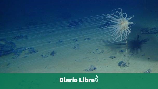  Razones por las que República Dominicana se opone a la minería submarina – Diario Libre