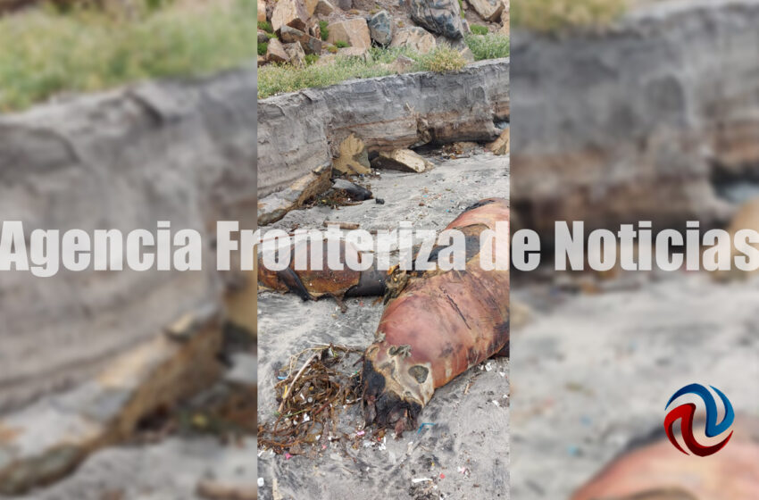  Ofrece Sepesca canalizar denuncias sobre fauna marina muerta