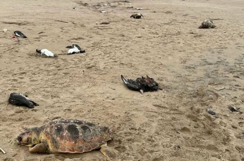  Aparecen cinco mil animales muertos en playas de Uruguay; esto es lo que se sabe