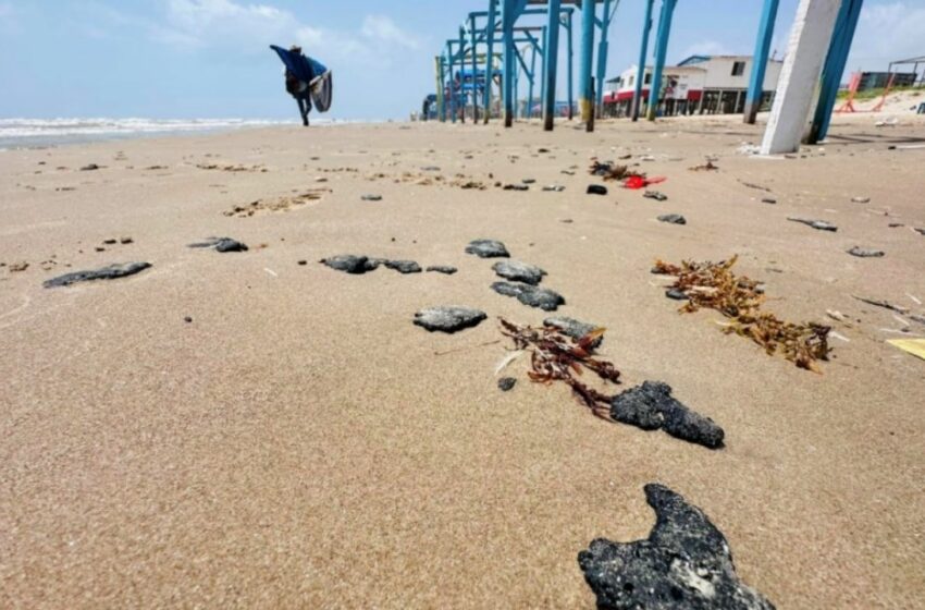  Derrame de petróleo amenaza a tortuga Lora y manglares en Tamaulipas | La Silla Rota