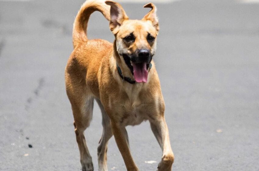  Profeco revela irregularidades en marcas de comida para perros – Diario de México