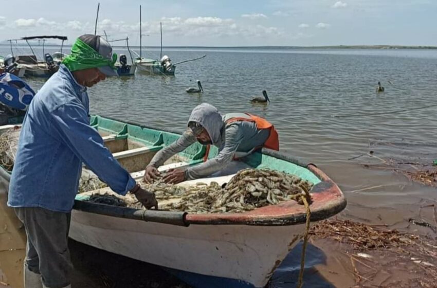 Proponen pescadores que levantamiento de la veda sea el 25 de agosto – Viva La Noticia