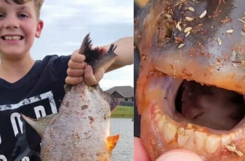  Niño pesca un peculiar ejemplar de pacú, ¡Pez con dientes humanos! – TV Azteca