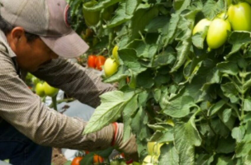  ¡Hechos en México! Estos son nuestros principales productos agrícolas