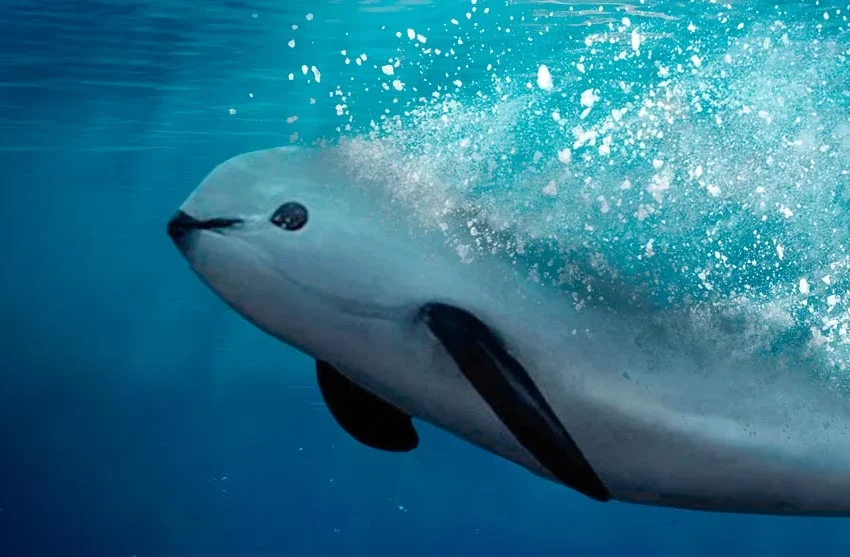  La vaquita marina sigue en peligro de extinción – EcoPortal.net