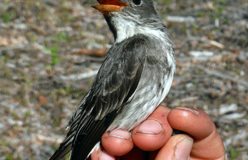  Cómo rastrear un pájaro cantor desde Alaska hasta Perú – The New York Times