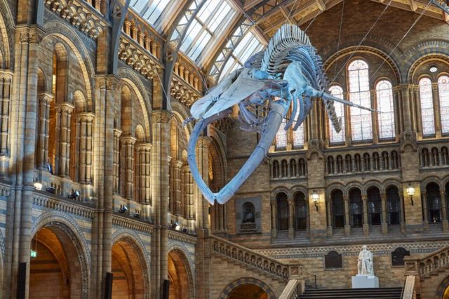 El esqueleto de ballena azul "Hope" de 25,2 metros de largo
