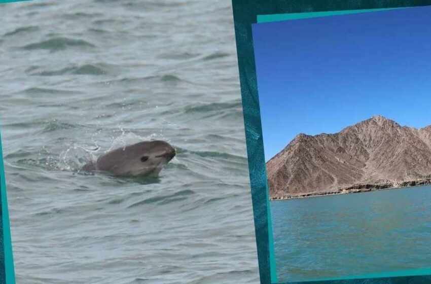  Piden mantener hábitat de vaquita como patrimonio en peligro – El Diario de Juárez