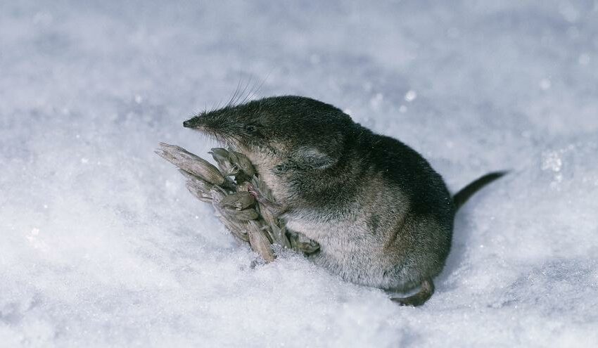  Descubren un diminuto ratón ártico que vivió en la era de los dinosaurios