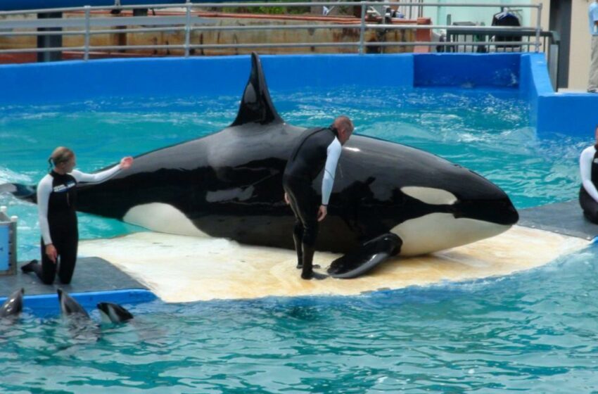  Muere la orca 'Lolita' tras medio siglo cautiva en un acuario – El Periódico de España