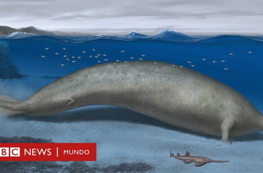  Perucetus colossus, el fósil hallado en Perú que compite con la ballena azul como el animal más pesado de la historia