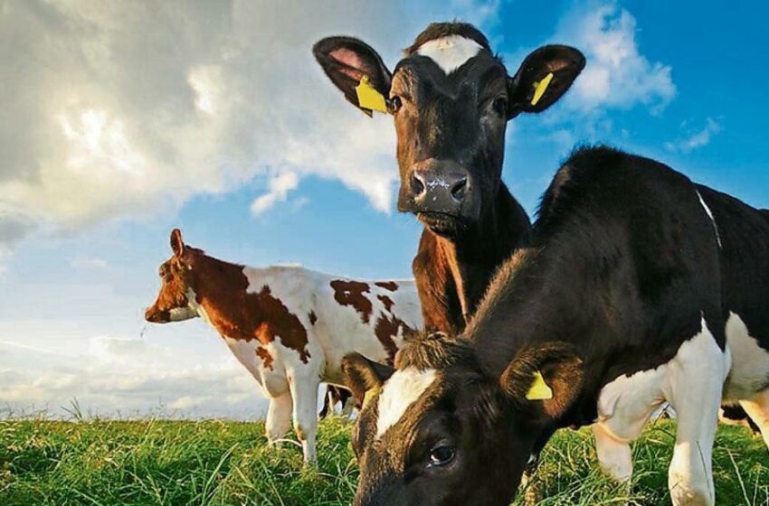  Vacas que producen menos emisiones de metano para luchar contra el cambio climático