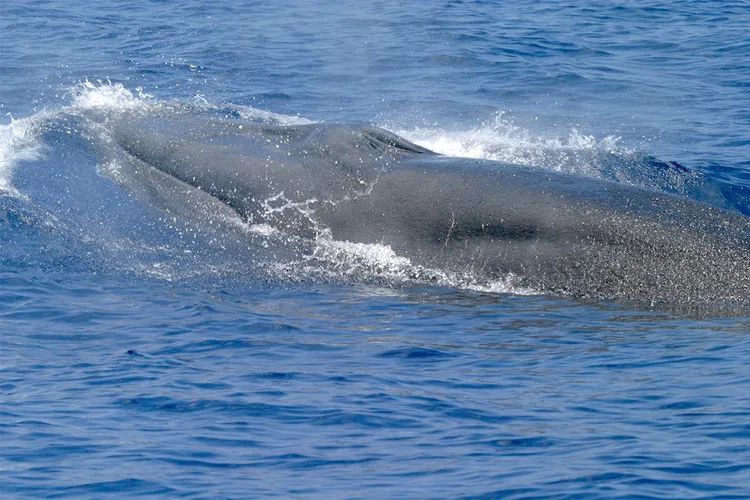  Pescadores encuentran ballena arrocera rara y en peligro de extinción en el Golfo de México