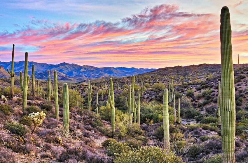  Desierto de Sonora: 5 opciones turísticas – Noro