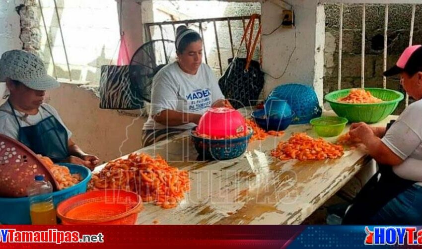  Despicadoras de Tampico buscaran al gobernador para pedirle todo tipo … – Hoy Tamaulipas