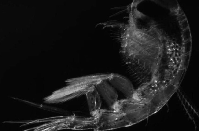  Ciencia.-El deshielo ártico inducirá menos plancton disponible como alimento – Publimetro