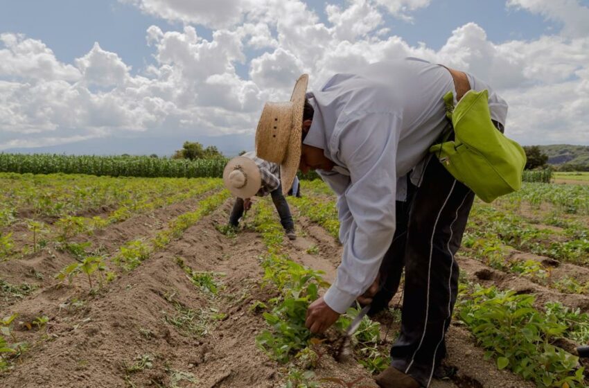  Promueven insumos para la autosuficiencia alimentaria – Revista Fortuna