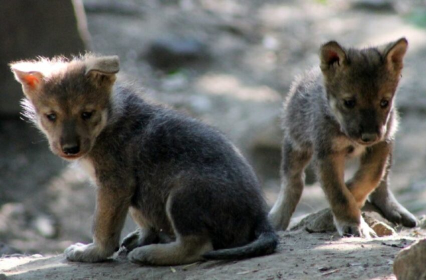  Otorga Estados Unidos más protección al lobo mexicano ante matanzas y peligro de extinción