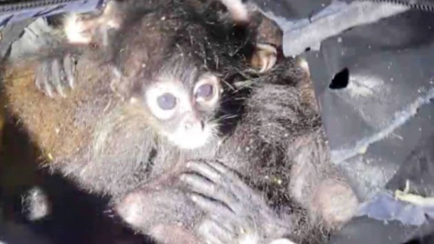  Son decomisados en cruce de Matamoros y Fort Brown, Texas 7 monos araña