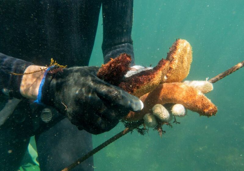  Pesca furtiva ha generado cuatro muertes por descompresión – 24 Horas Yucatán