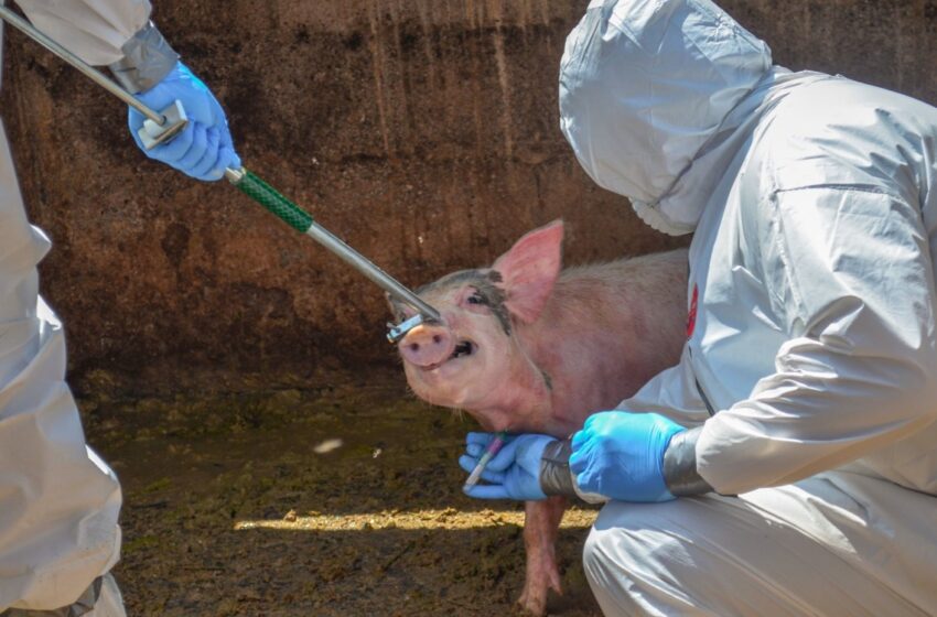  Senasica reconoce falta de recursos para vigilar plagas en alimentos – Aristegui Noticias