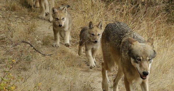  Investigadores identifican a nueva manada de lobos grises en California – Pulso SLP