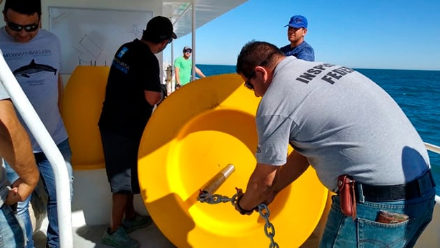  Vandalizan boyas que delimitan zona de protección de la vaquita marina; tienen grafitis y balazos