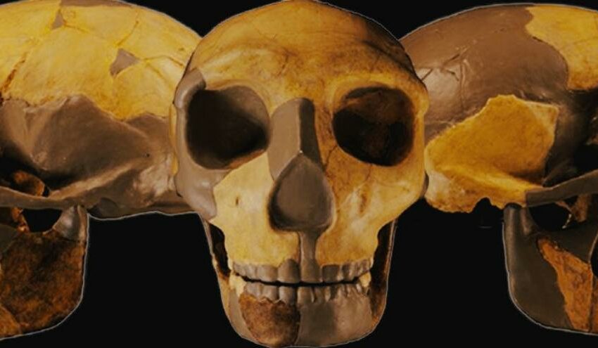  Descubren un cráneo perteneciente a una variedad desconocida de homínidos