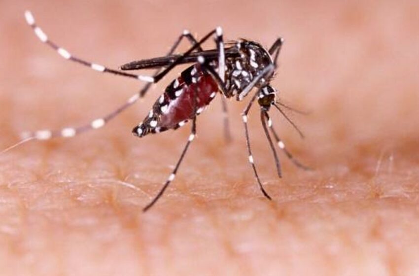  Veracruz, segundo lugar nacional en casos de dengue con más de dos mil