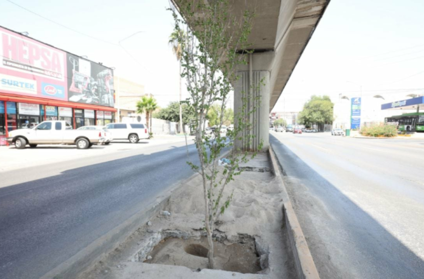  Medio Ambiente asegura que árboles de la Línea 1 se están adaptando – ABC Noticias