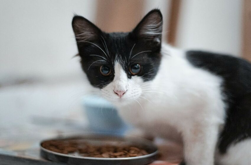  ¿Qué alimentos SÍ pueden comer los gatitos que son ricos y nutritivos? – Viviendo En Casa