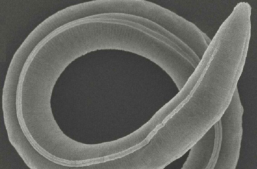  Descubren gusano de especie nunca vista que permaneció 46000 años congelado
