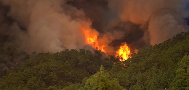  El incendio de Tenerife sigue fuera de control y afecta ya a 3.273 hectáreas – Ecoavant