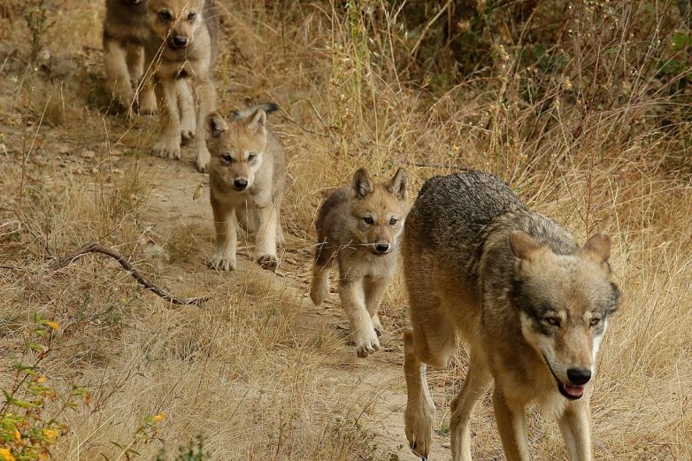  Investigadores identifican a nueva manada de lobos grises en California – Netnoticias