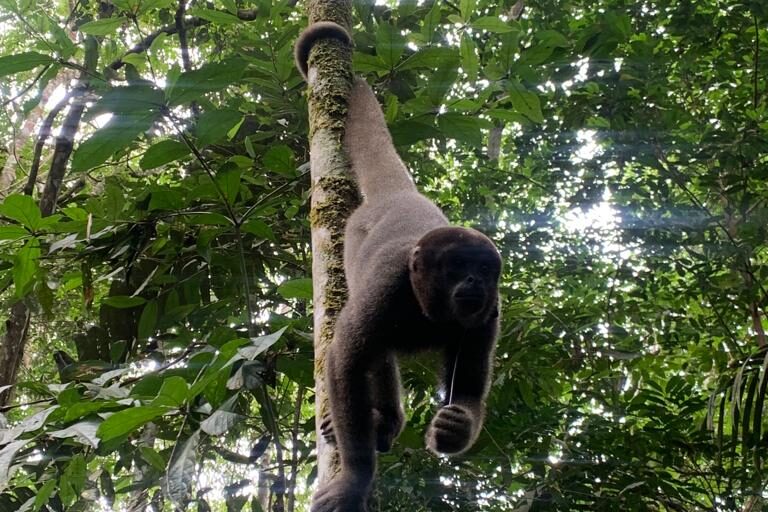 El mono chruruco necesita grandes cantidades de bosque para vivir. Foto: Mónica Ramírez.