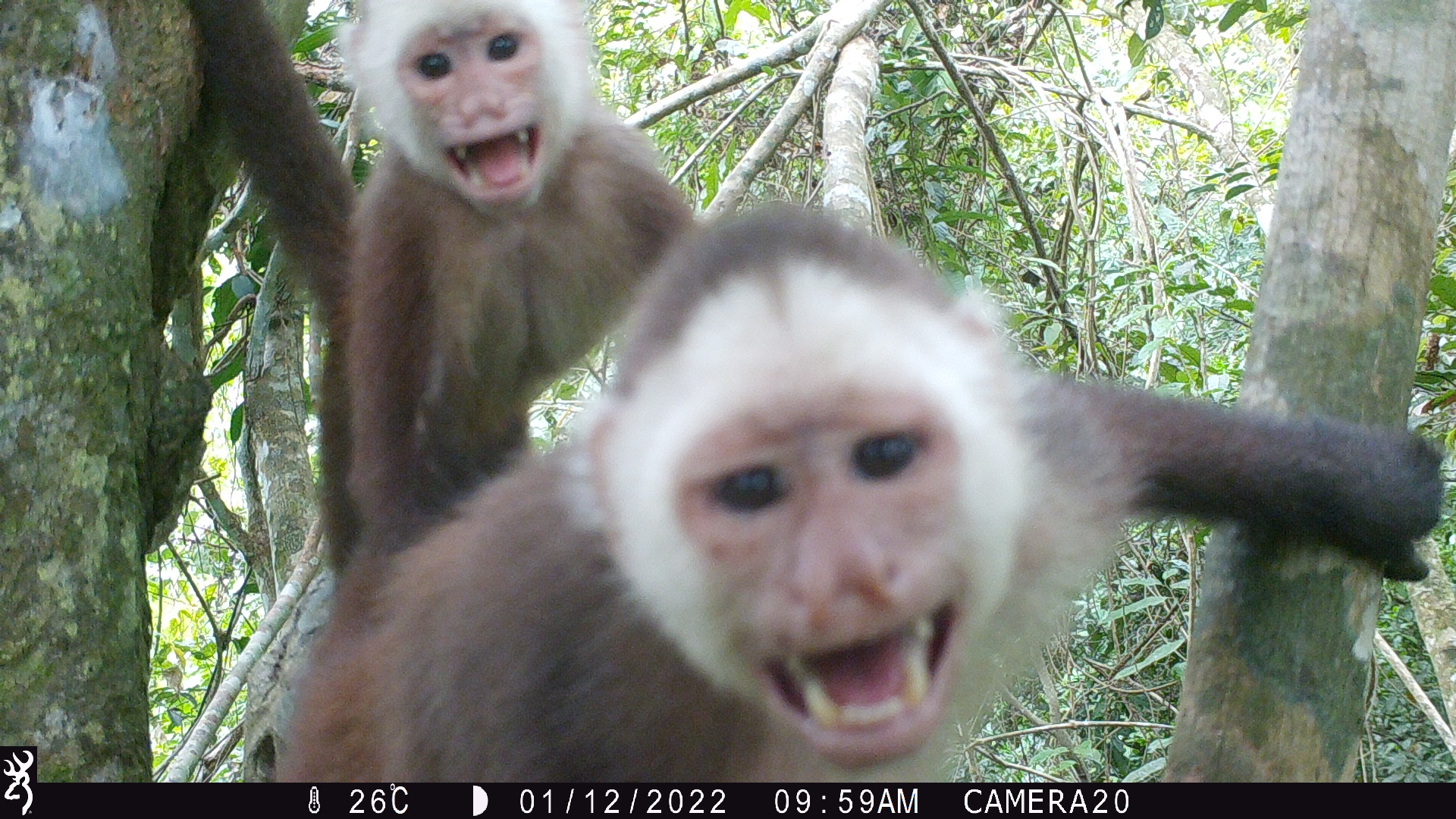 Monos cariblancos (Cebus versicolor) captados en cámara trampa en el Magdalena Medio. Foto: Proyecto Primates.