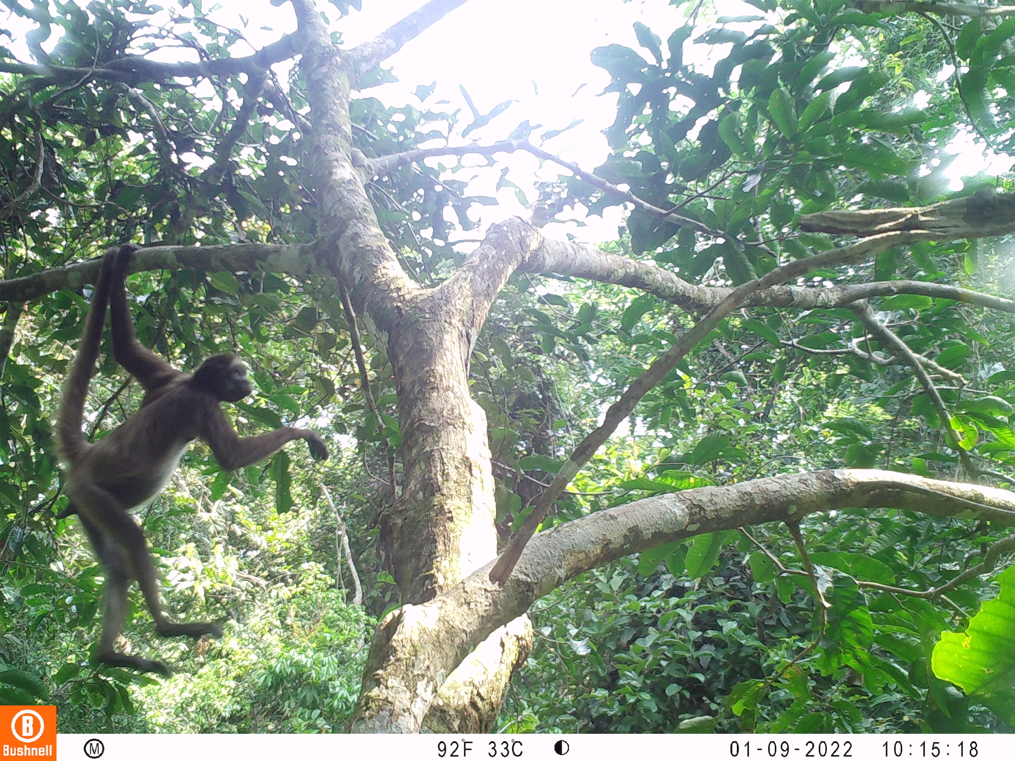 El mono araña café necesita bosques muy bien conservados para satisfacer todas sus necesidades. Foto: Proyecto Primates.