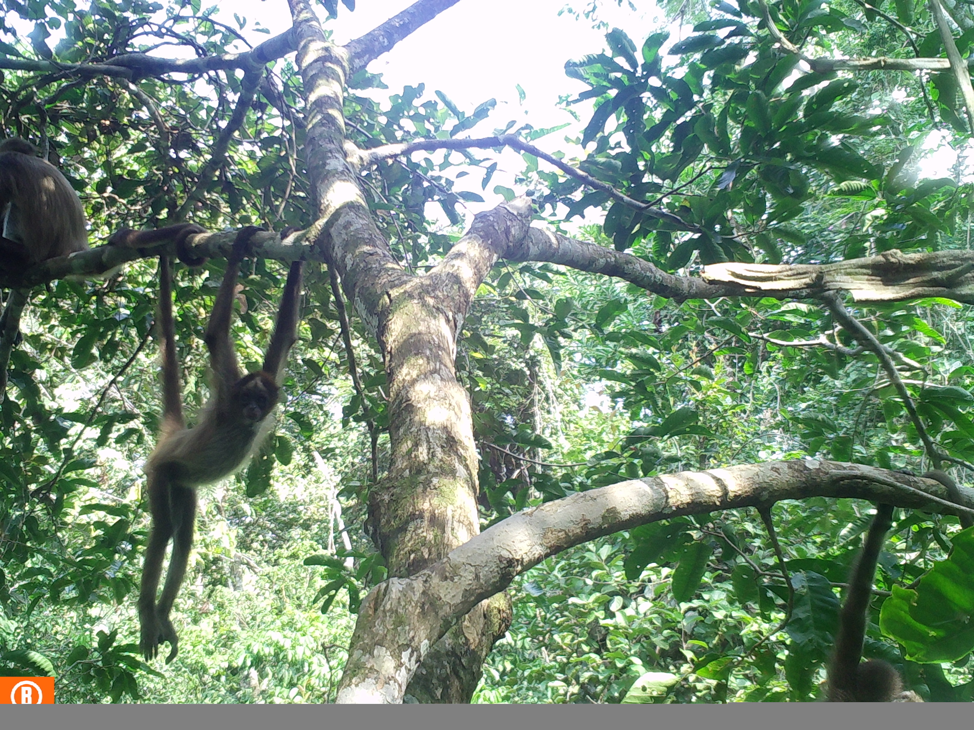 El mono araña café (Ateles hybridus) es uno de los primates más grandes de Colombia. Foto: Proyecto Primates.