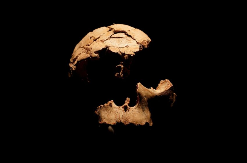  Una sequía casi extingue la humanidad hace 900.000 años: sólo sobrevivieron 1.300 humanos