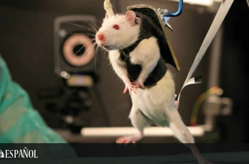  Científicos logran hacer caminar a ratones paralíticos regenerando y guiando sus neuronas
