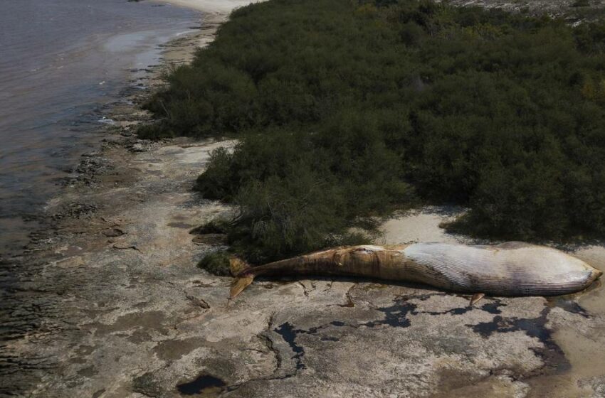  Uruguay alista entierro de gran ballena hallada muerta por pescadores – Publimetro