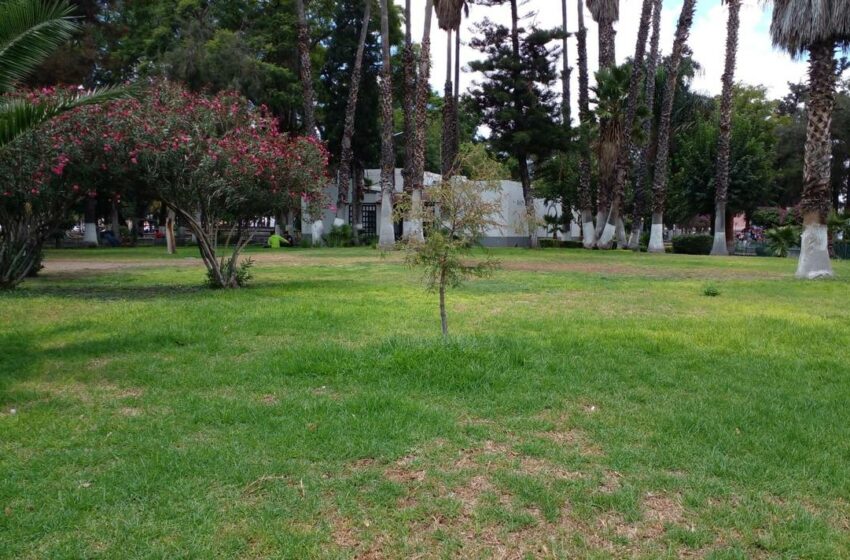  Retoño del "Árbol de la Noche Triste" será protegido por municipio – El Sol de San Luis