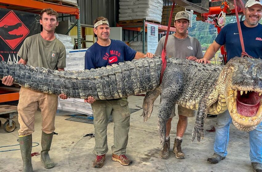  Este es el increíble tamaño de un cocodrilo gigante cazado en Misisipi, Estados Unidos