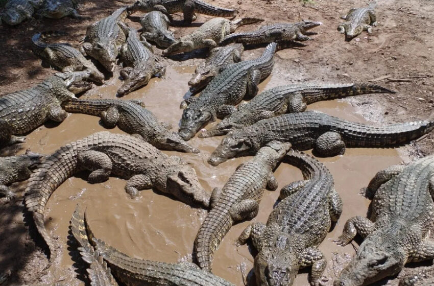  Capturados aproximadamente la mitad de los 70 cocodrilos que escaparon de granja en China