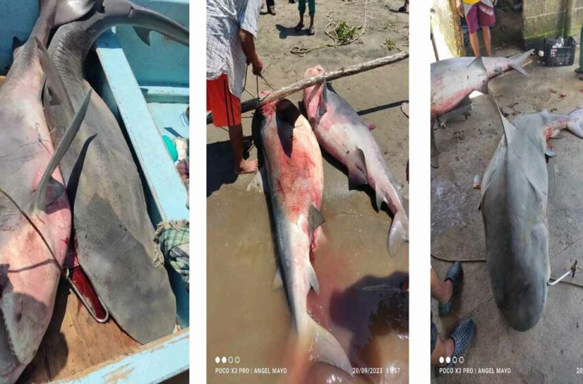  Capturan dos enormes tiburones en Alvarado – El Dictamen