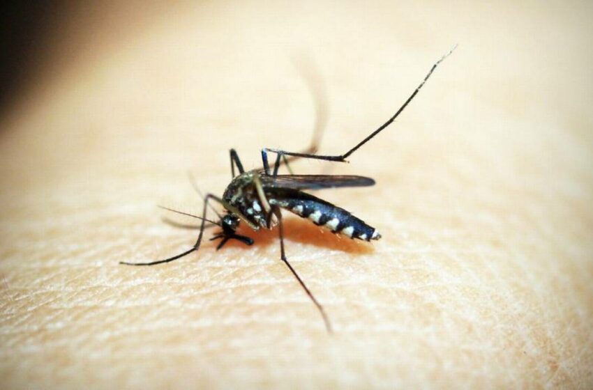  El 90% de casos confirmados de dengue están en Cabo San Lucas – El Sudcaliforniano