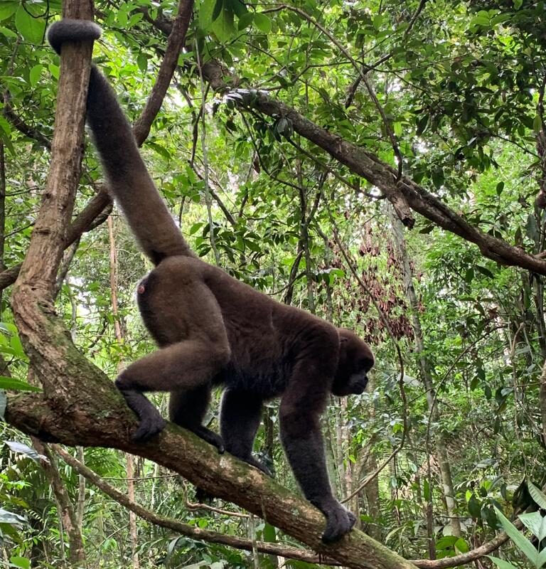 El mono churuco es uno de los monos más grandes que habita en Colombia. Foto: Mónica Ramírez.