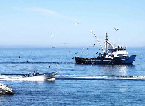  Estima Sader capturar 7 mil tons de atún en el Pacífico en dos años